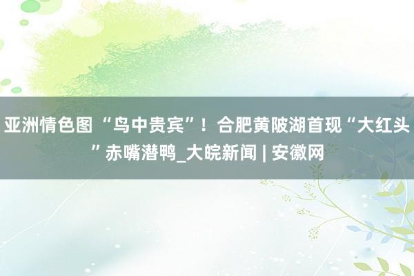 亚洲情色图 “鸟中贵宾”！合肥黄陂湖首现“大红头”赤嘴潜鸭_大皖新闻 | 安徽网